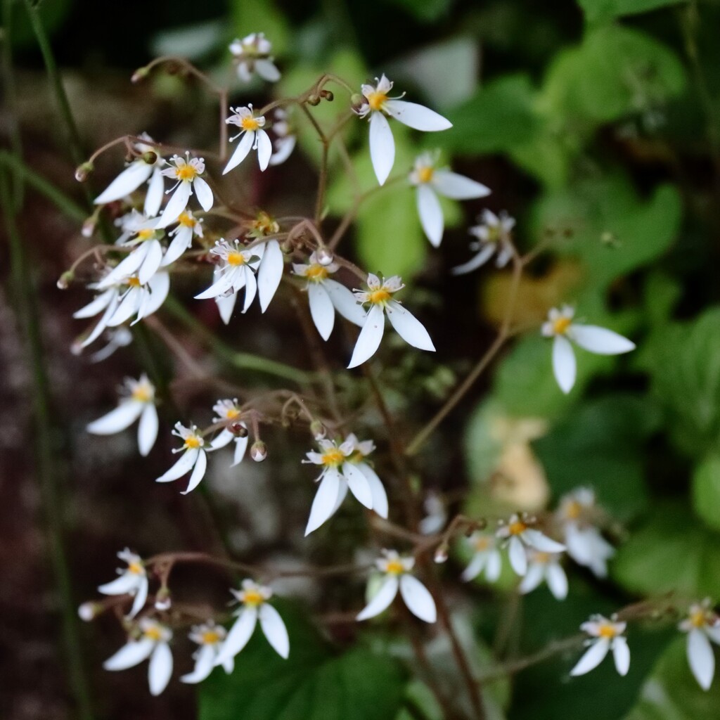 花散歩ハルユキノシタ１