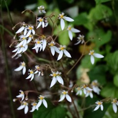 花散歩ハルユキノシタ１