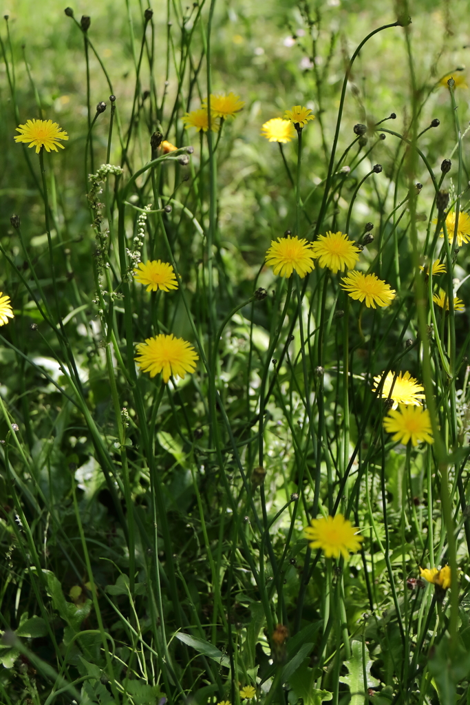 里山散歩ブタナ