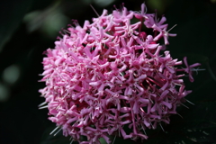 植物園散策ボタンクサギ２