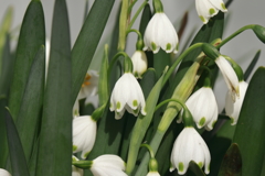 スノードロップ