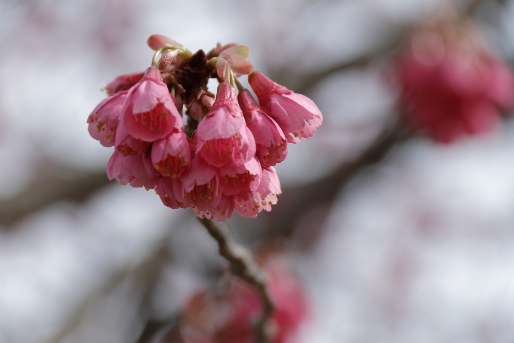 開き始めた寒緋桜