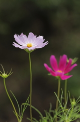 ほんのりと秋色