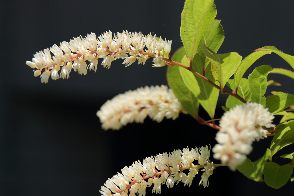 初めて見たコバノズイナ