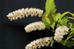 初めて見たコバノズイナ