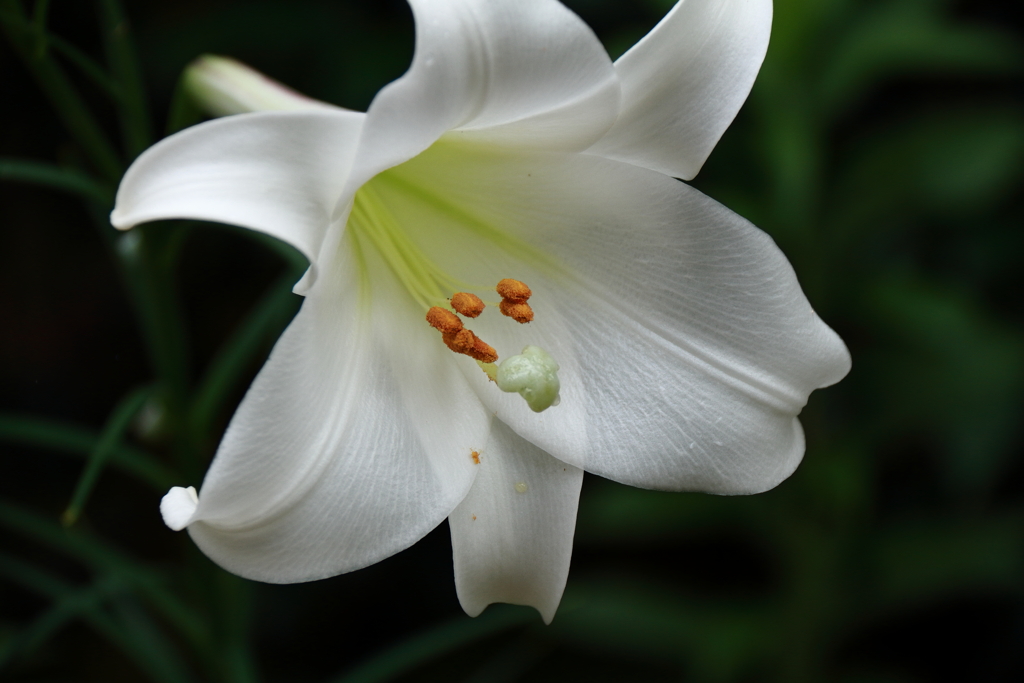 タカサゴユリ１