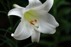 タカサゴユリ１