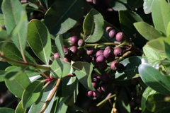 シャリンバイの実り