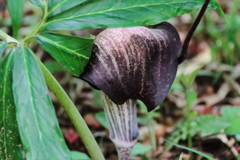 里山の野草ウラシマソウ２