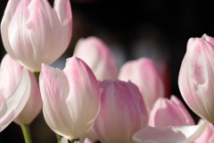 冬チューリップピンク１
