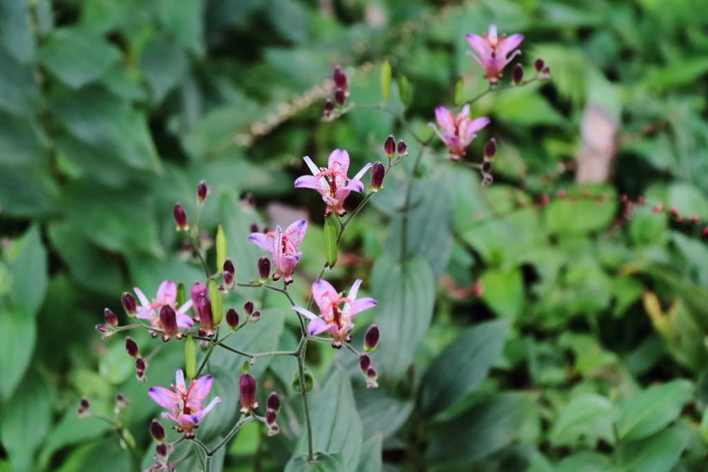 花散歩タイワンホトトギス１