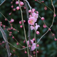 花散歩枝垂れ梅2
