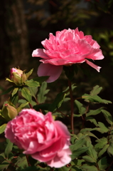 旬の花牡丹２