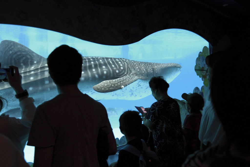 ジンベイザメゆうゆう