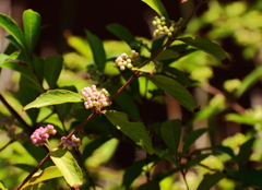 ほんのり染まって