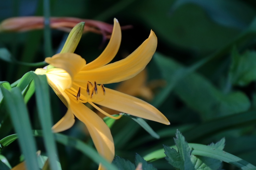 公園花壇キスゲ？１
