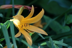 公園花壇キスゲ？１