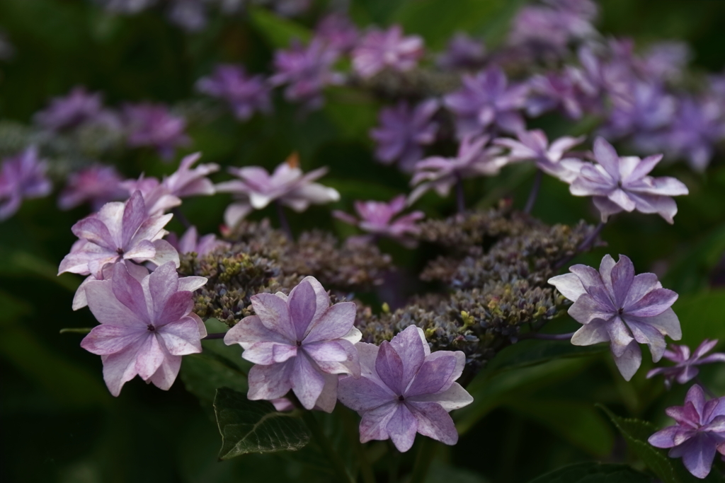 旬の花紫陽花９