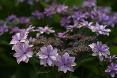 旬の花紫陽花９