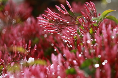 雨上がりのジャスミン