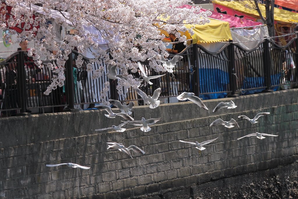 桜に群れる１