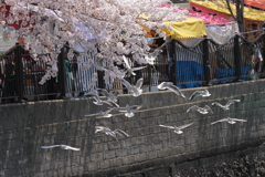 桜に群れる１