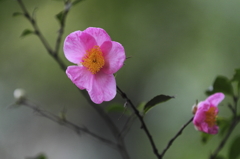 花の歳時記　サザンカ２