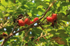 ハマナスの実赤く