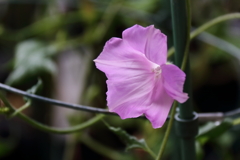 ９月の朝顔１
