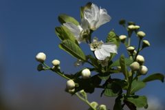 植物園から「利休梅」１