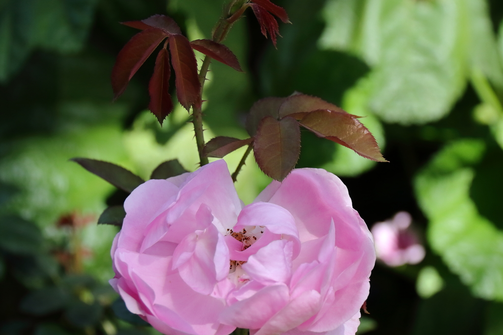 ヨコハマローズウィーク　モリニュー