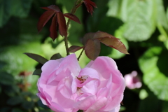 ヨコハマローズウィーク　モリニュー