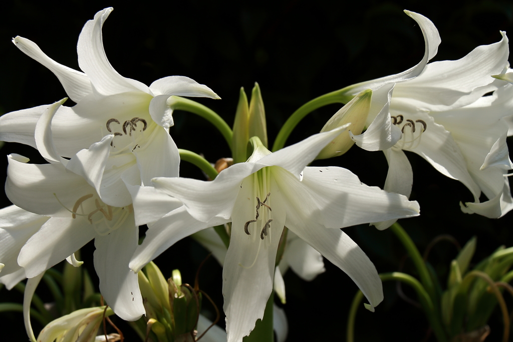 涼やかに夏衣装