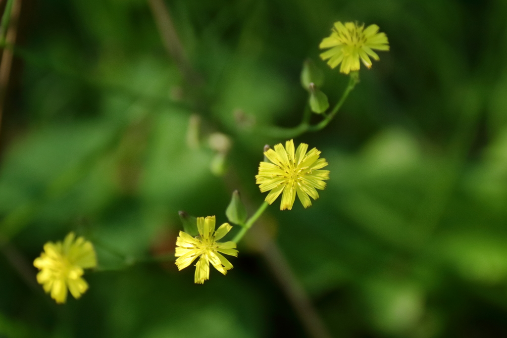 里山の植物タビラコ