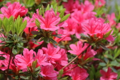 散歩道の花達つつじ１