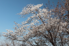 花散歩桜3