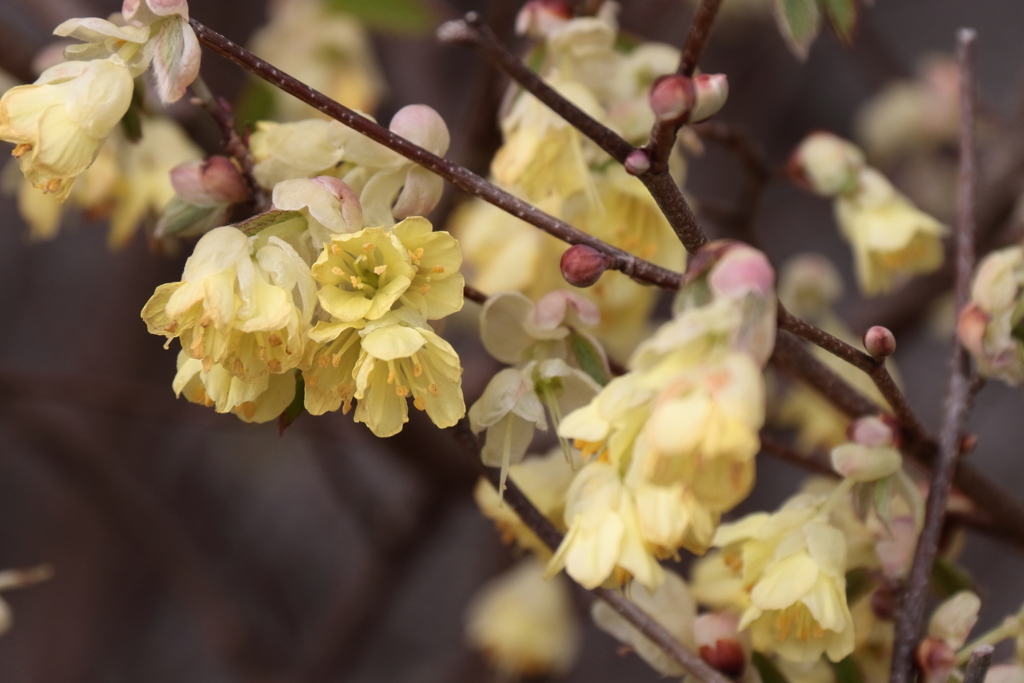 ヒュウガミズキ２