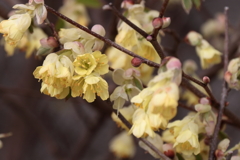 ヒュウガミズキ２