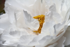 牡丹咲き始め３