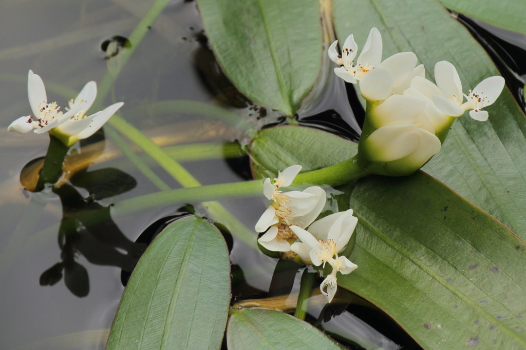 花散歩ヒルムシロ