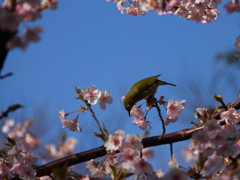 花に遊ぶ