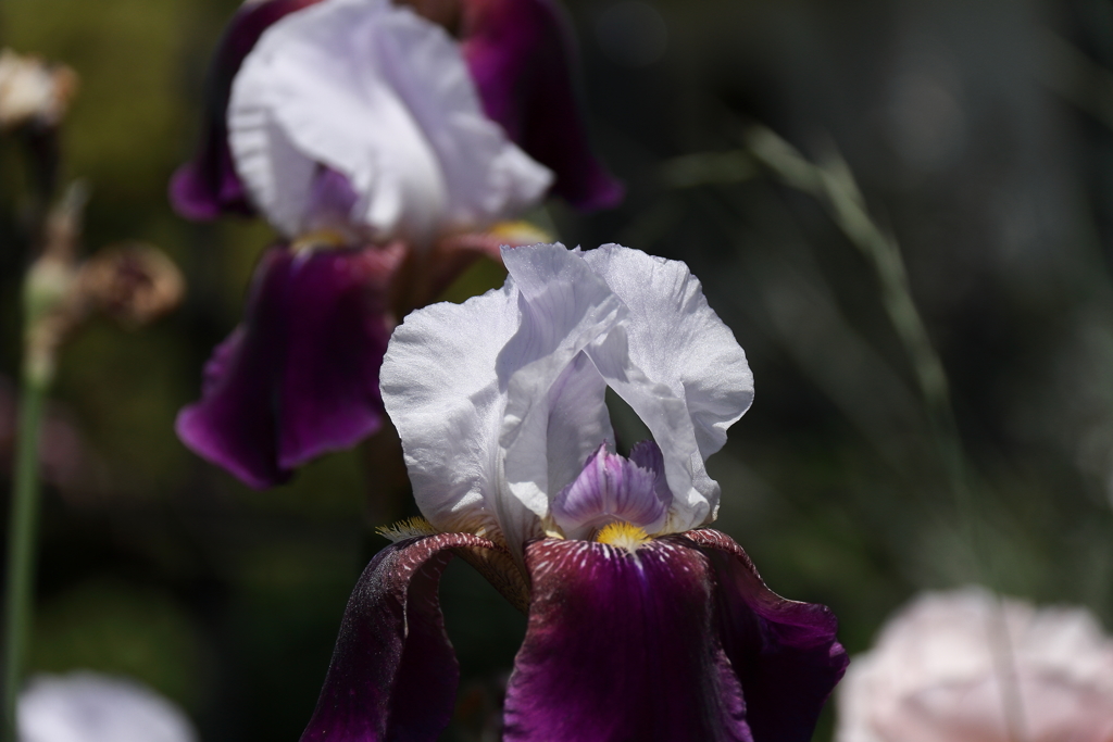 ジャーマンアイリス３