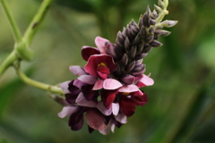 葛の花咲く秋２