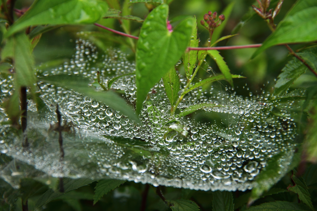 梅雨明けを待つ