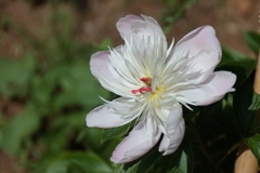 牡丹の次は芍薬３