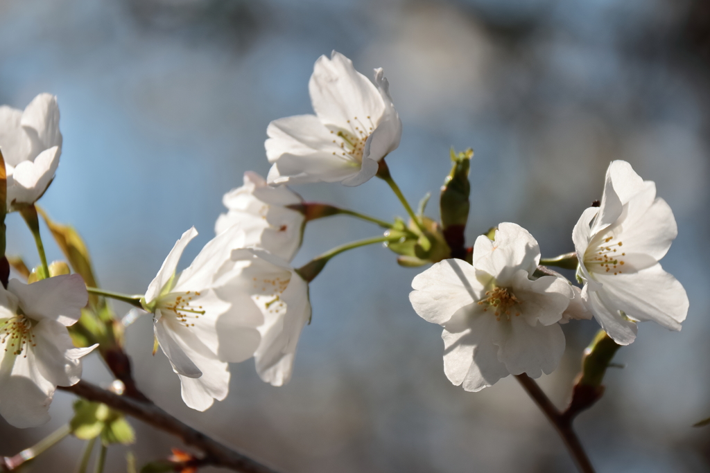 オオシマザクラ？１