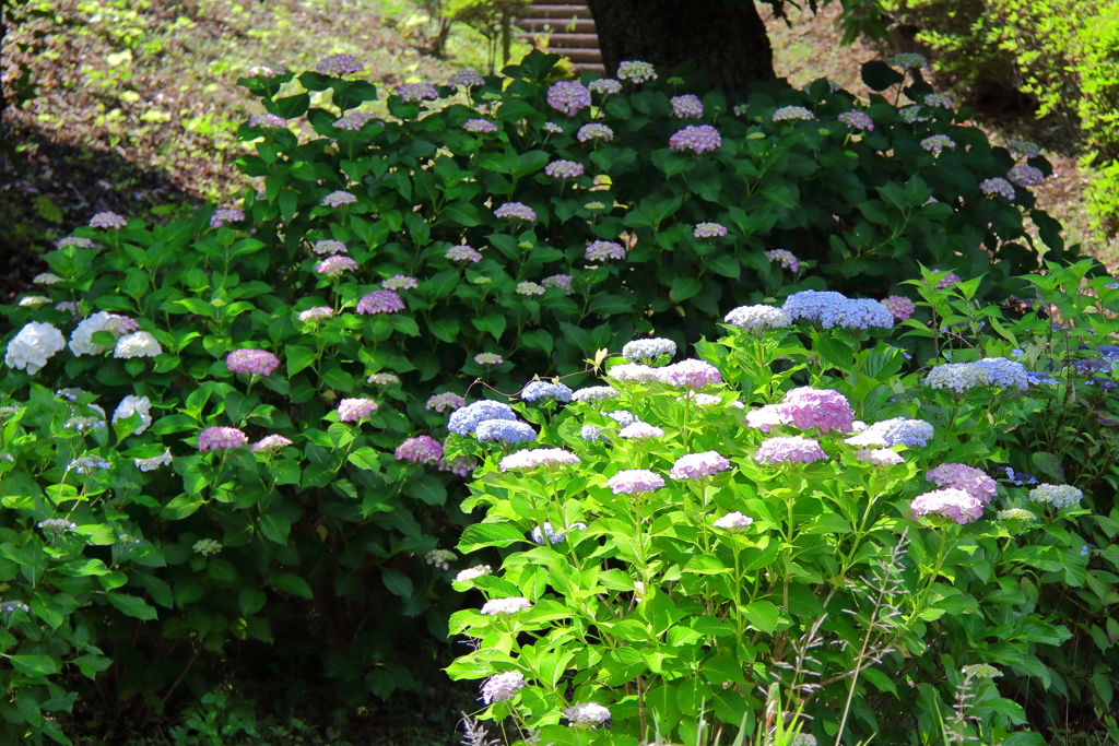 花散歩あじさい小径２