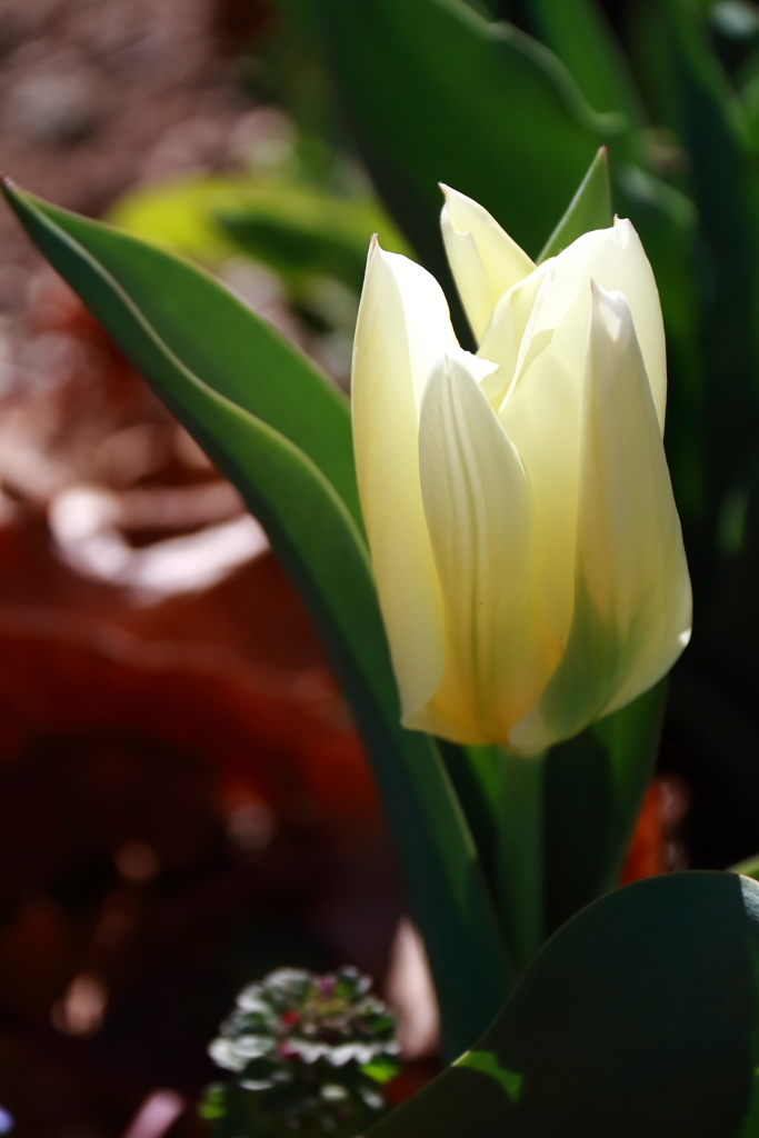 花散歩チューリップ