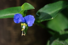 花散歩露草