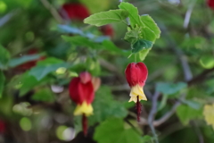 花散歩チロリアンランプ